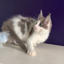 Maine Coon NOV Palermo