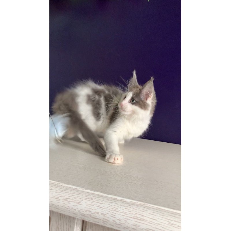 Maine Coon NOV Palermo