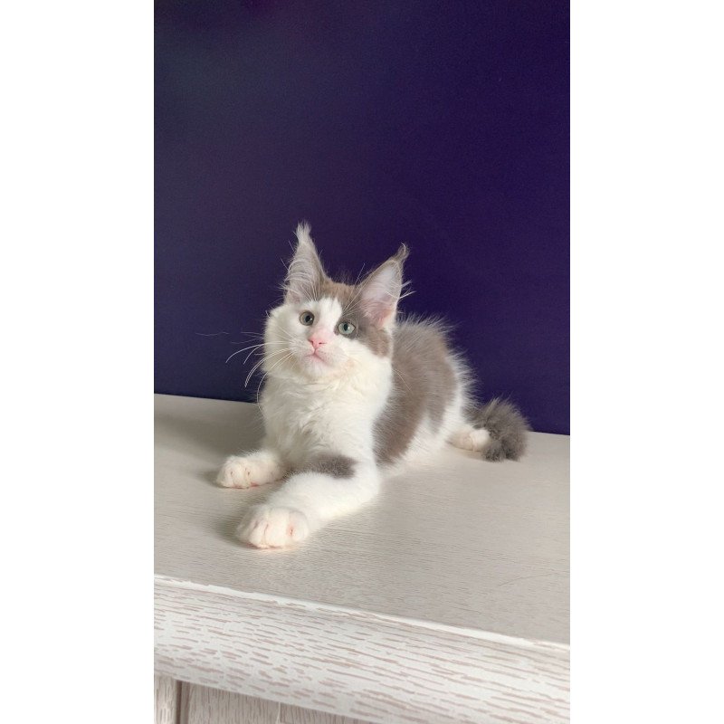 Maine Coon NOV Palermo