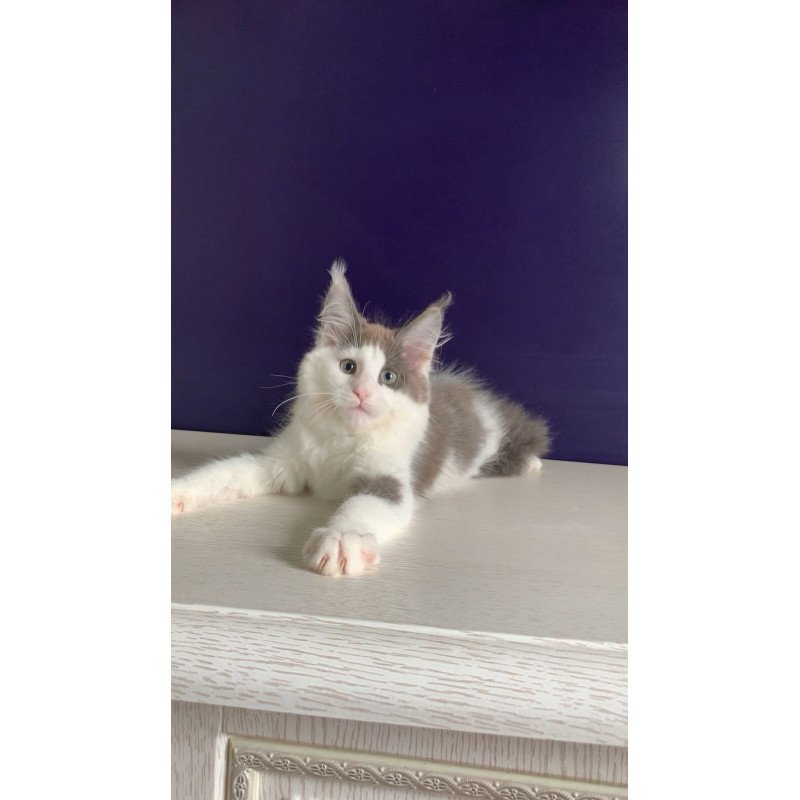 Maine Coon NOV Palermo