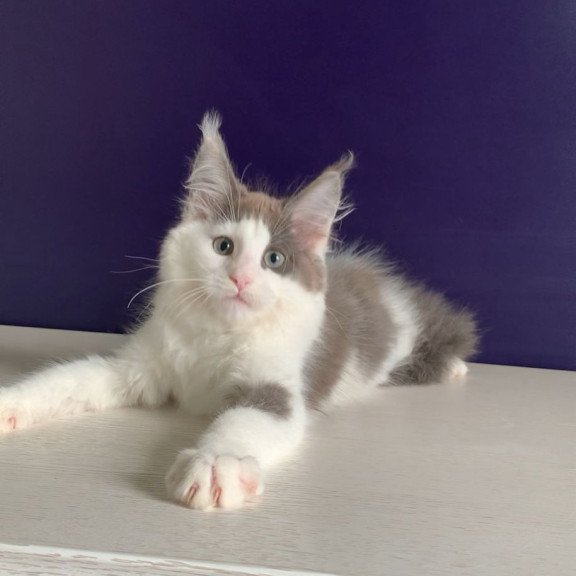 Maine Coon NOV Palermo