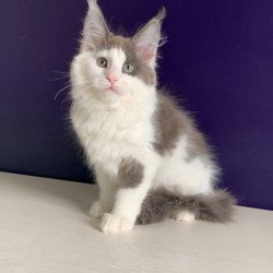 Maine Coon NOV Palermo
