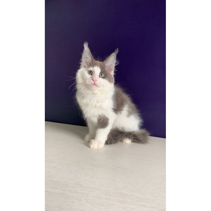 Maine Coon NOV Palermo