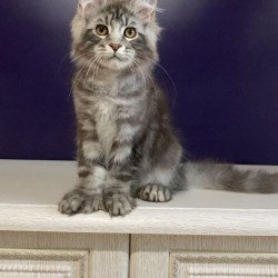 Maine Coon NOV Norion...