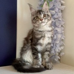 Maine Coon NOV Oregona...