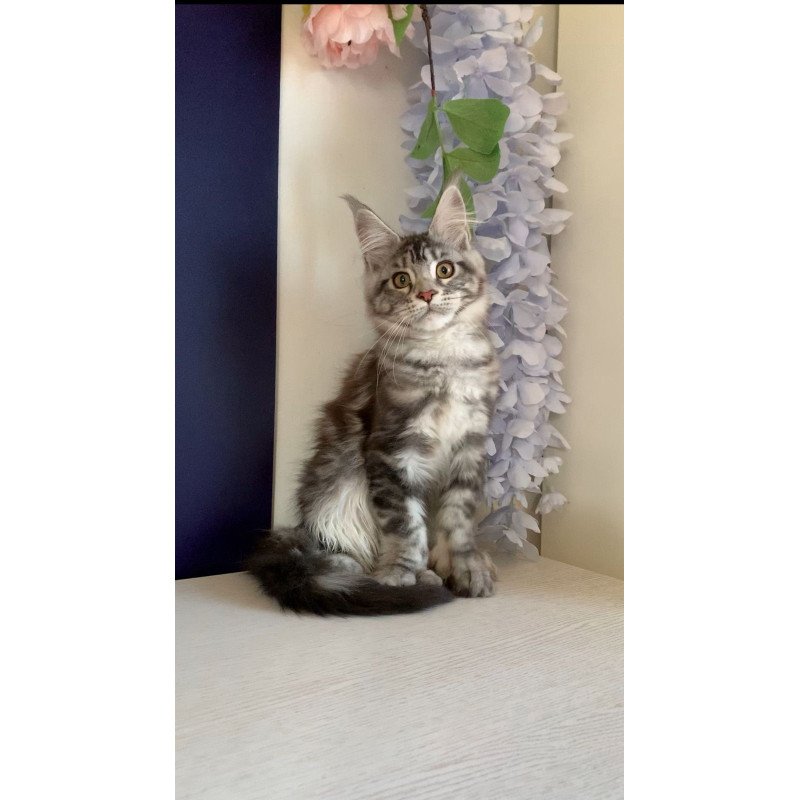 Maine Coon NOV Oregona Polydactyl