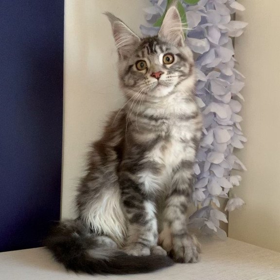 Maine Coon NOV Oregona Polydactyl