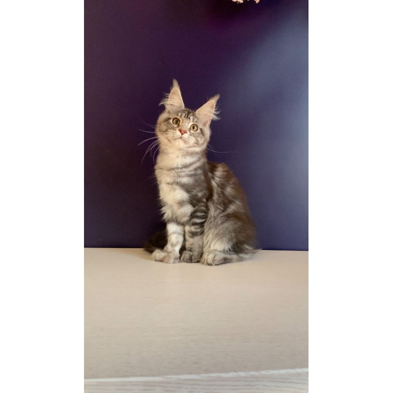 Maine Coon NOV Oregona Polydactyl