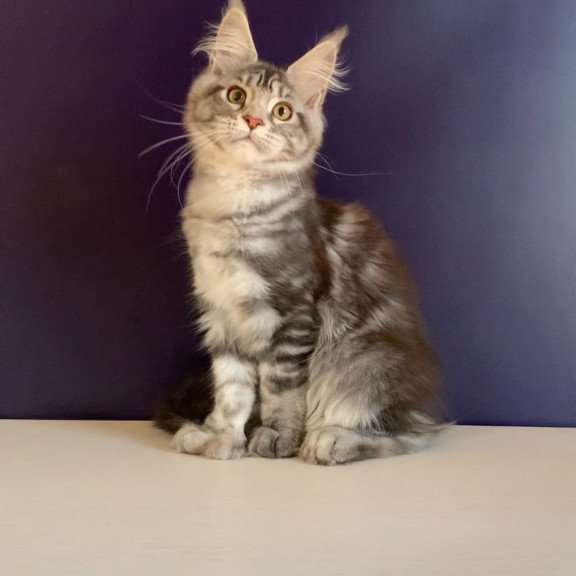 Maine Coon NOV Oregona Polydactyl