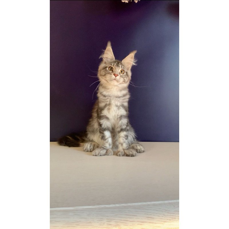 Maine Coon NOV Oregona Polydactyl