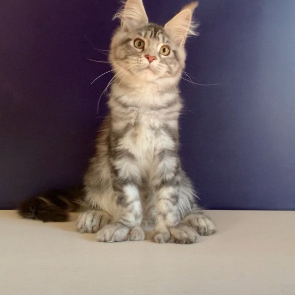 Maine Coon NOV Oregona Polydactyl