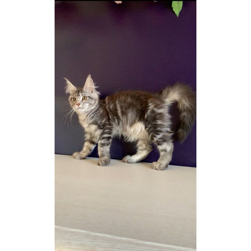 Maine Coon NOV Oregona Polydactyl