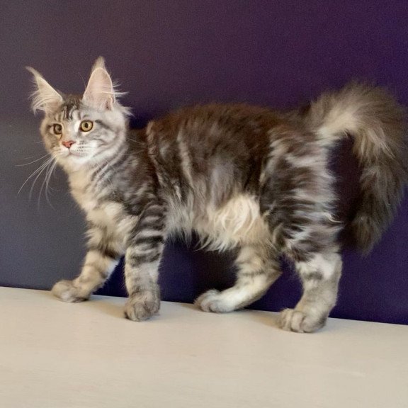 Maine Coon NOV Oregona Polydactyl