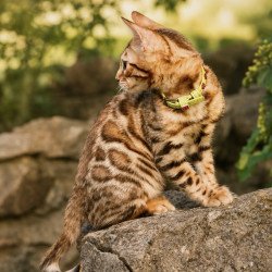 Bengal NOV Mia