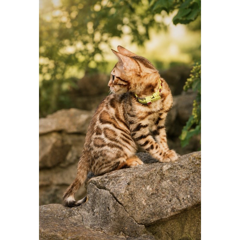 Bengal NOV Mia