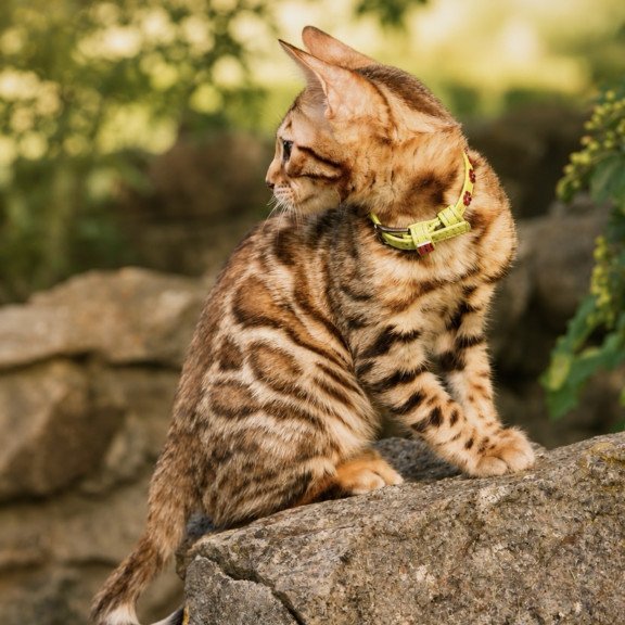 Bengal NOV Mia