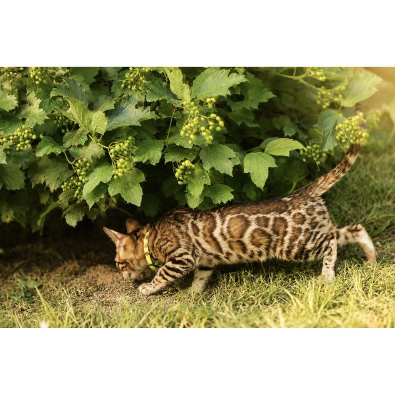 Bengal NOV Mia