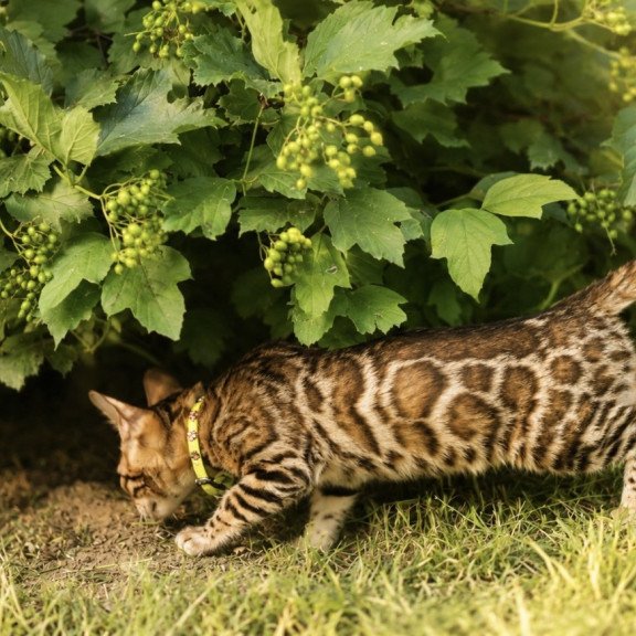 Bengal NOV Mia