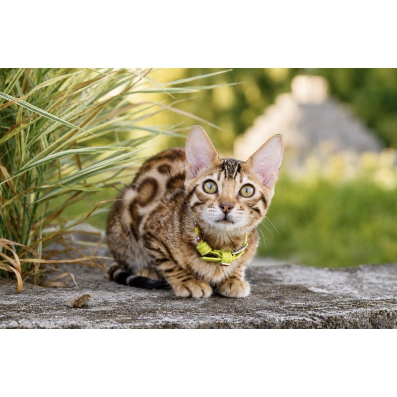Bengal NOV Mia