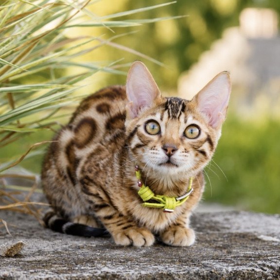 Bengal NOV Mia