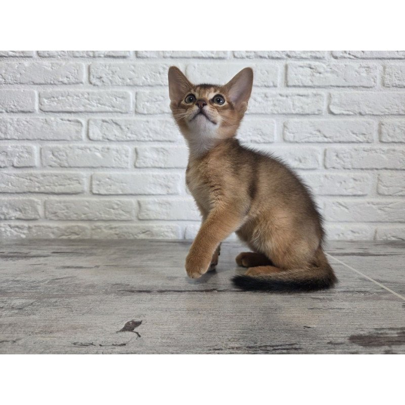 Abyssinian NOV Alf
