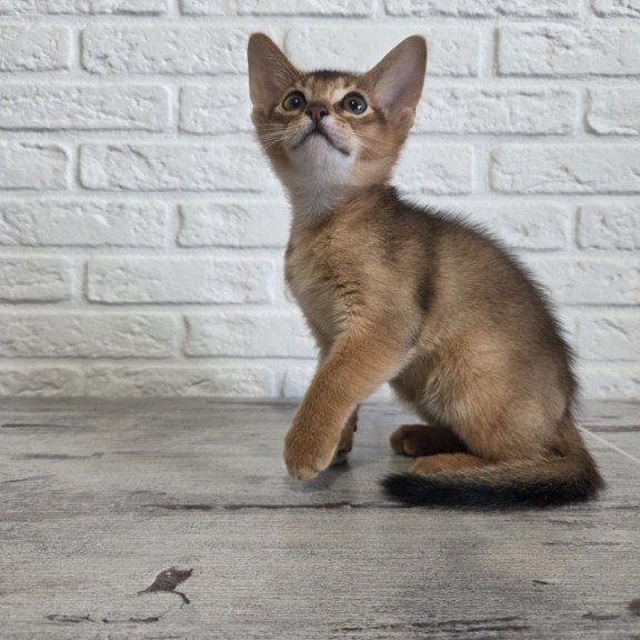 Abyssinian NOV Alf