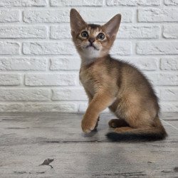 Abyssinian NOV Alf