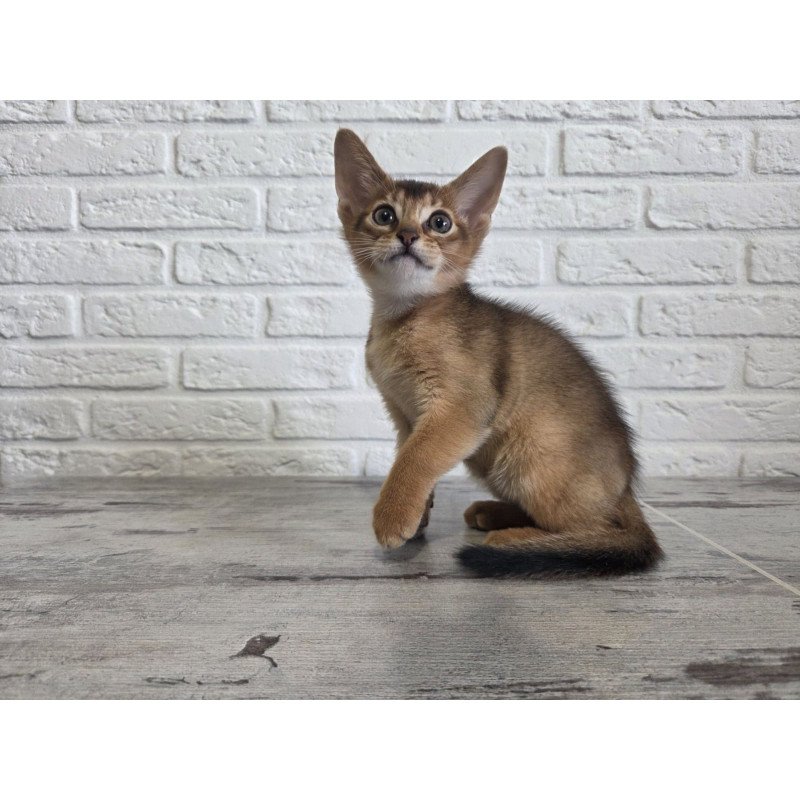 Abyssinian NOV Alf