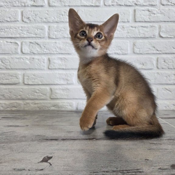 Abyssinian NOV Alf