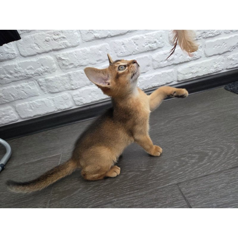 Abyssinian NOV Alf
