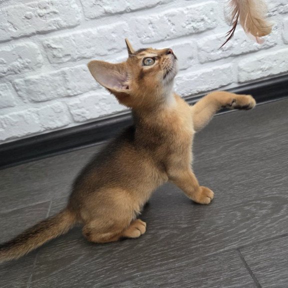 Abyssinian NOV Alf