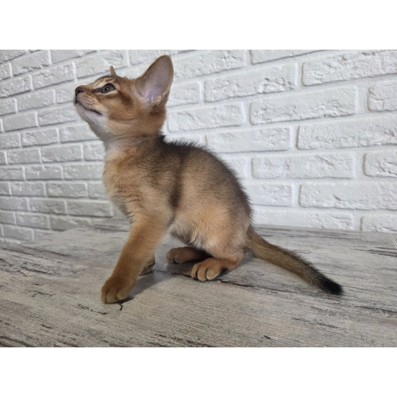 Abyssinian NOV Alf