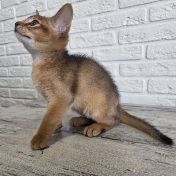 Abyssinian NOV Alf