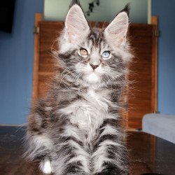 Maine Coon NOV Picasso Blue...