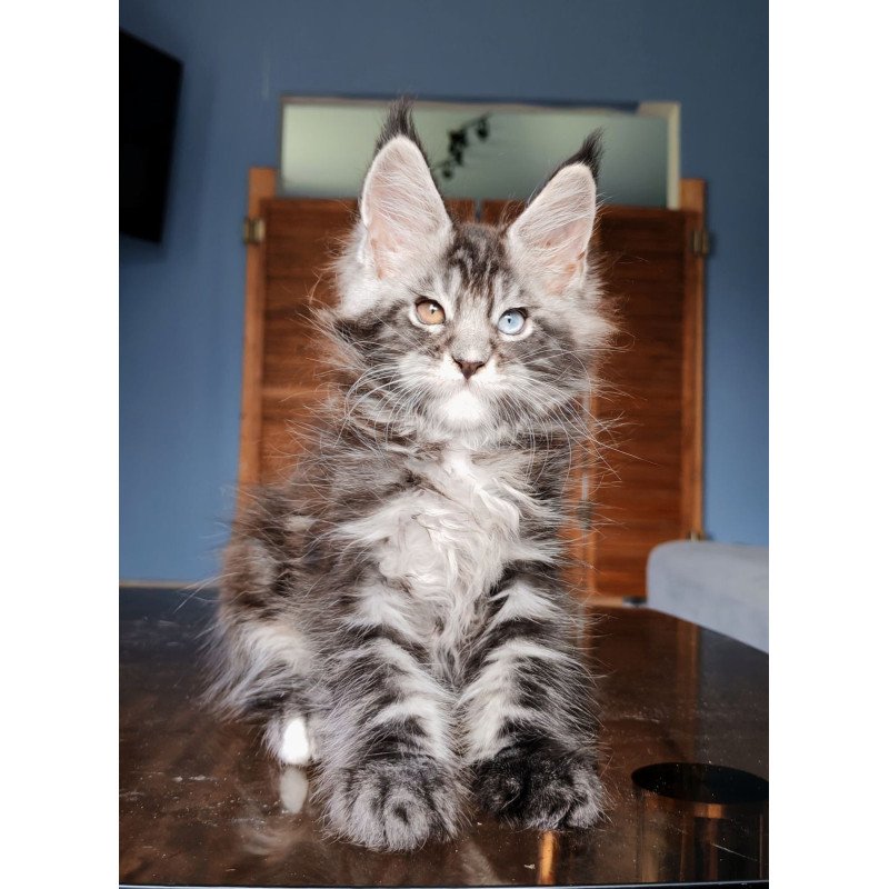 Maine Coon NOV Picasso Blue Gold