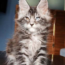 Maine Coon NOV Picasso Blue...