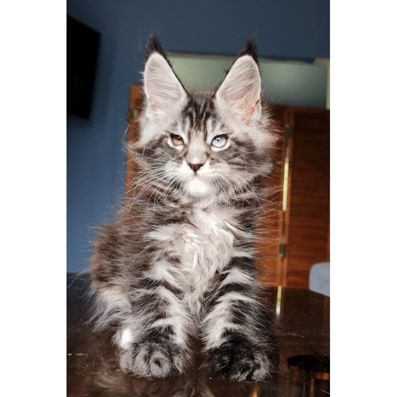 Maine Coon NOV Picasso Blue Gold