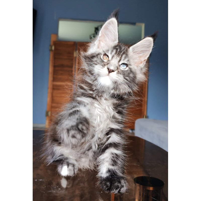 Maine Coon NOV Picasso Blue Gold