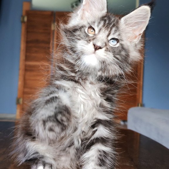 Maine Coon NOV Picasso Blue Gold