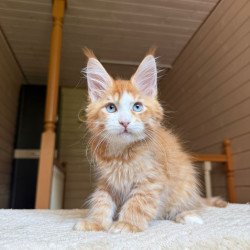 Maine Coon NOV Tutti Frutti