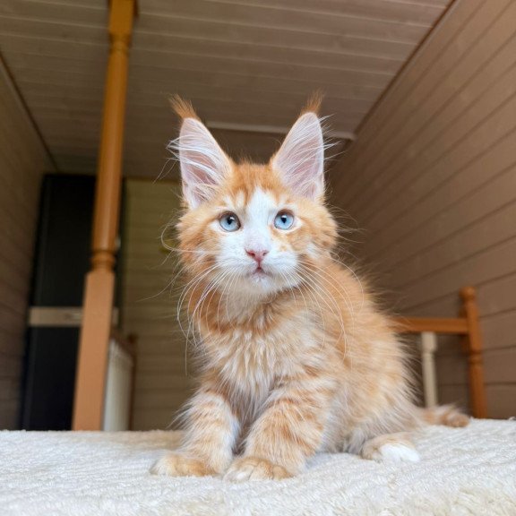 Maine Coon NOV Tutti Frutti