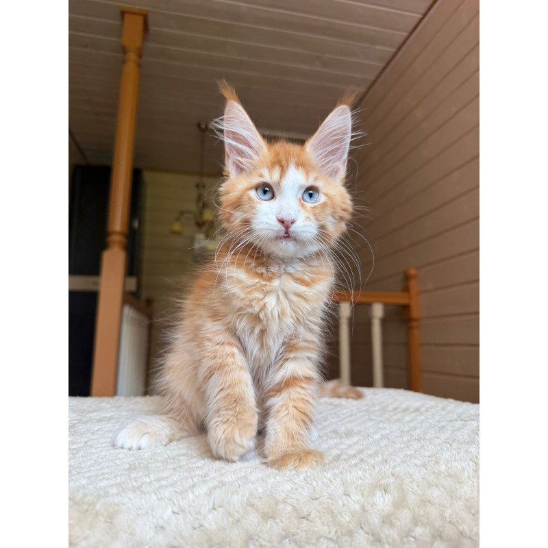 Maine Coon NOV Tutti Frutti