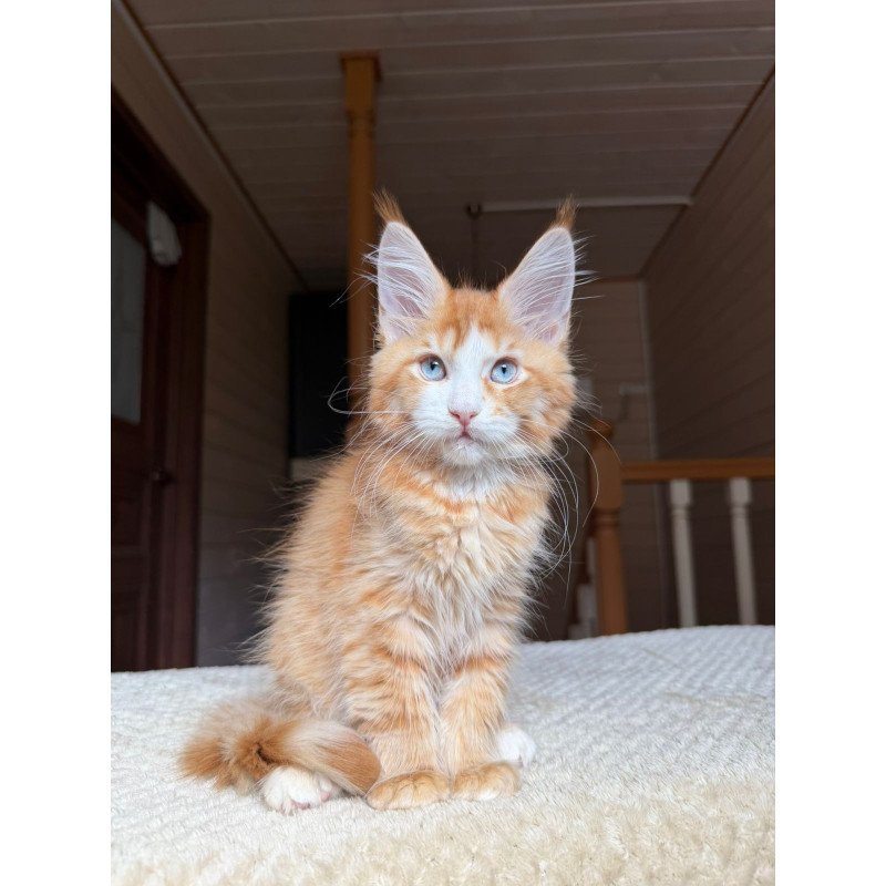 Maine Coon NOV Tutti Frutti