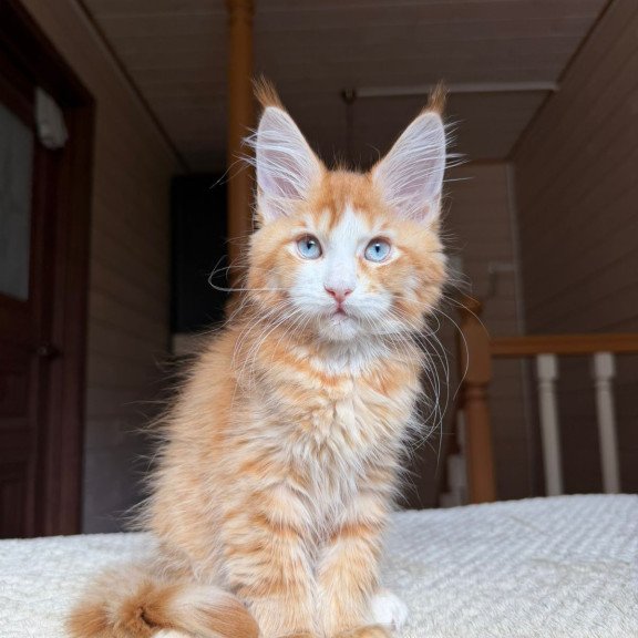 Maine Coon NOV Tutti Frutti