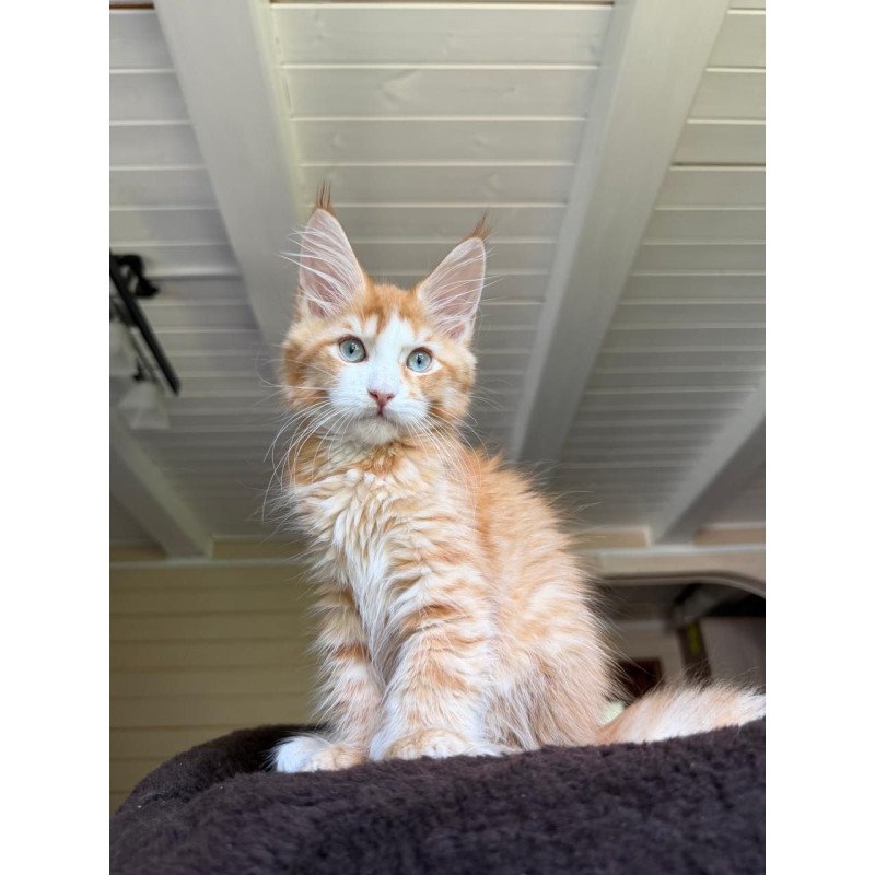 Maine Coon NOV Tutti Frutti