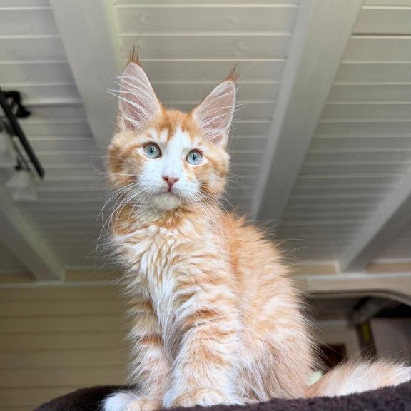 Maine Coon NOV Tutti Frutti