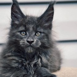 Maine Coon NOV Dizel