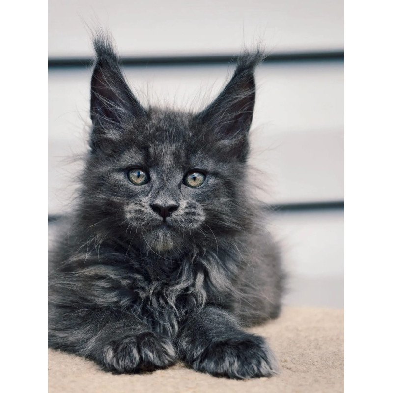 Maine Coon NOV Dizel
