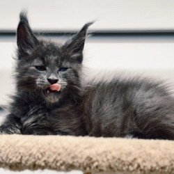 Maine Coon NOV Dizel