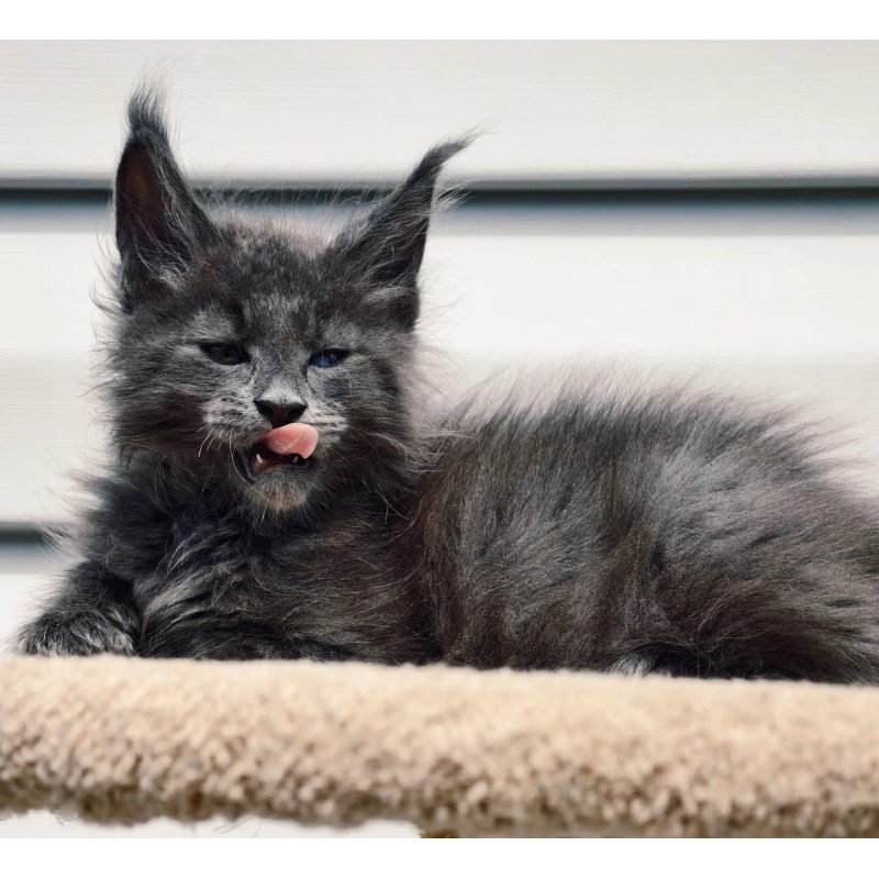 Maine Coon NOV Dizel